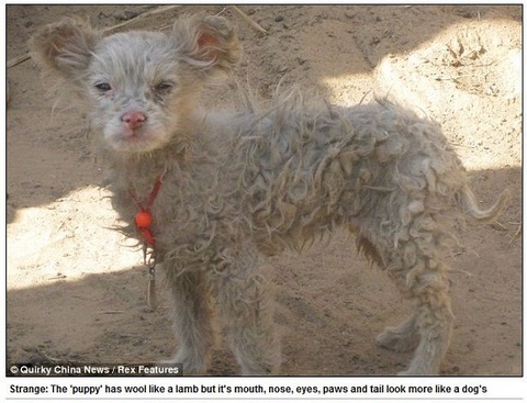 20110326 개양, 양, dog sheep.jpg